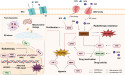 Nrf2 Identified as a Key Driver of Treatment Resistance in Osteosarcoma