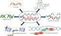 R-Loops Play Dual Role in Genome Stability and Disease