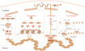 Unlocking the Future of Endocrine Disease Treatment: The Role of Epigenetics in Nuclear Receptor Regulation