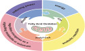 Unveiling the Power of Fatty Acid Oxidation in Cancer Progression and Therapy