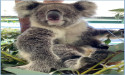 Animal Groups Express Concern Over Aerial Shooting of Hundreds of Koalas in Australia