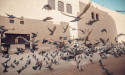 Elite Bird Management Specializes in Bird Control Services Nationwide