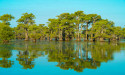 Louisiana Tour Company Highlights the Vital Role of Cypress Trees in Wetland Stability