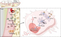 Unlocking faster orthodontic treatments: the role of atf6 in bone remodeling