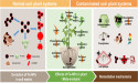 Iron-based nanoparticles in agriculture: promise, peril, or paradox?