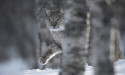 Lynx – Major Report On Cross Sector Discussions Outlines Key Issues And Recommendations For Scotland