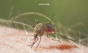 NYUAD research explains why malaria hits certain groups less severely