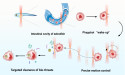 Light-powered phagobots: dual-mode optical control of living immune microrobots