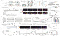 Engineered ion channel offers precise, non-invasive control of brain activity