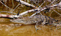 Preparing for a Swamp Tour: What to Wear and What to Bring for an Optimal Experience