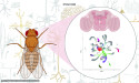 New discoveries in fly vision open doors to a better understanding of brain function