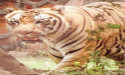 Responsible Human Behaviour Needed to Protect Animals, says World Animal Protection on World Environment Day