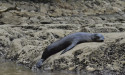  First Sea Lion Rescue Marks World Oceans Day For International Animal Rescue, Costa Rica 