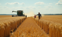  Russian wheat prices hit multi-month low as ruble strengthens and demand weakens 