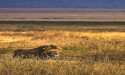 Kiwoito Introduces Tailored Tanzania Safari Packages for Global Travelers