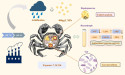 Low pH aggravates toxicity of polystyrene microplastics in crab Eriocheir sinensis