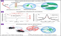 Broadband ultrasound generator over a fiber-optic tip for in vivo emotional stress modulation