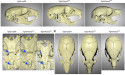 New Study Reveals How RUNX2 Regulates Skull Development
