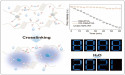 Humidity-resistant phosphorescent films achieved through crosslinking reaction