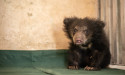 Jimmy & Jenny – Two Orphaned Bears Share One Incredible Journey From Joyless To Joyful