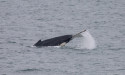 Researchers share concerns about the impacts of boats harassing whales in Port Phillip Bay