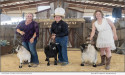 American Pygmy Goat Champions Crowned At National Convention