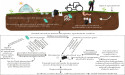  Microplastics: hidden carriers of antibiotic resistance in agricultural soils 