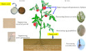  Humic acid: a natural defense against soil pathogens 