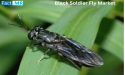  Black Soldier Fly Market is Expected to Reach a Valuation of USD 5,935 Million by 2035 | Fact.MR Report 