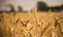 Bangladesh approves wheat purchase from the US to ease trade tensions