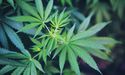 AusCann Group Announced Research & Development Facility Acquisition