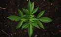 One Pot Stock That Soared Up After Securing Potential Manufacture Licence – Althea!
