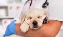  Animalcare Group plc within FTSE AIM healthcare framework and UK animal health sector 