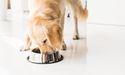  Operational Focus of Pets at Home Group in UK Retail Sector 