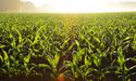 Australia’s Bioenergy Has $5 Billion Investment Opportunity