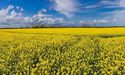 Leaf Appoints UK-Based Technip FMC For Its Malaysia Segamat Biorefinery Project