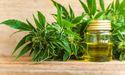 Greenway Greenhouse Cannabis: Steady Strategy for Long-Term Success