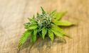  The Fall in Creso' Share Price Over the Last 6 Months – A Quick Brief 