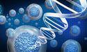 Cynata (ASX:CYP) focuses on clinical trials in September quarter