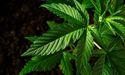 Christina Lake Cannabis Q2: Revenue Falls and Shares Drop 14%