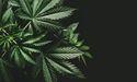  Little Green Pharma (ASX:LGP): What Does the Cannatrek Deal Mean? 
