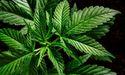  Cannabis Merger Shock Reshapes ASX Growth Story 