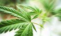  Why Is Little Green Pharma (ASX:LGP) Reshaping Cannabis? 
