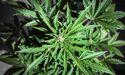  Cannabis Stocks Across ASX 300 Drawing Sector Attention 