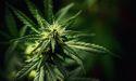  The UK Market Shift Putting Cannabis Stocks Under The Spotlight 