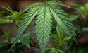  From Promise To Profit: The Cannabis Challenge 
