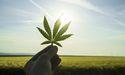  Cannabis Stocks Gain Attention as UK Healthcare Evolves (LSE:CEL) 