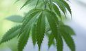  Why Is GrowGeneration in Focus Across Cannabis Stocks Today? 