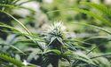 What Factors Contributed To CanadaBis Capital’s Recent Stock Price Increase?