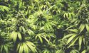 All You Need To Know About An Upcoming Pot Stock IPO - Cronos Australia